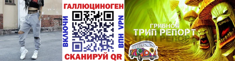 Псилоцибиновые грибы Psilocybe Карачев